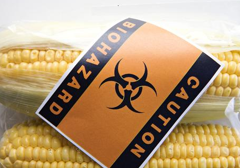 UE odrzuca tezy francuskich naukowców o żywności GMO