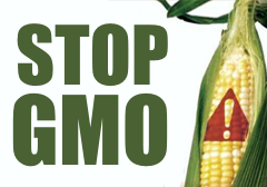 GMO