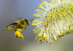 Unia Europejska przeciw pszczołom
